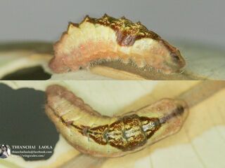 Drupadia ravindra boisduvalii