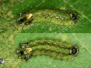 Semanga superba siamensis