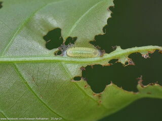 Arhopala eumolphus maxwelli