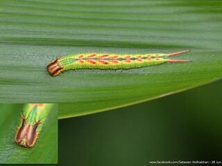 Elymnias dara darina