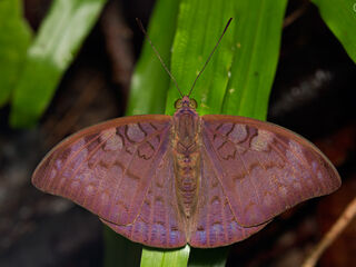 Nymphalidae (วงศ์ผีเสื้อขาหน้าพู่)