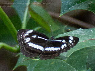 Neptis jumbah jumbah