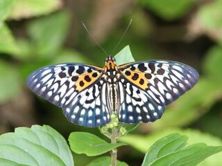 Neurosigma siva nonius