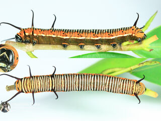 Euploea core godartii