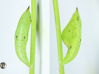 Eurema hecabe hecabe