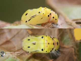 Poritia erycinoides elsiei