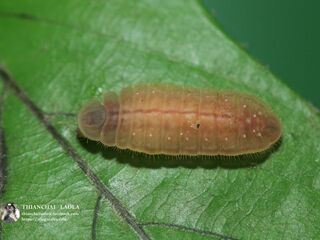 Arhopala arvina aboe