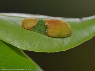 Tajuria deudorix ingeni