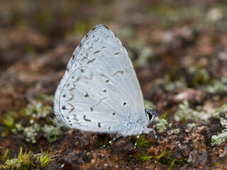 Udara dilecta dilecta