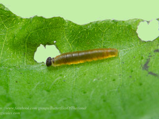 Celaenorrhinus nigricans nigricans