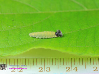 Abaratha angulata angulata