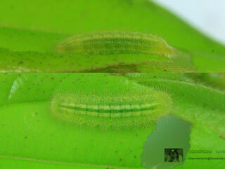 Discolampa ethion ethion