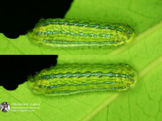 Amblypodia anita anita