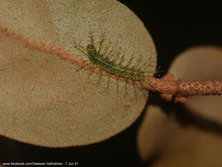 Euthalia adonia beata