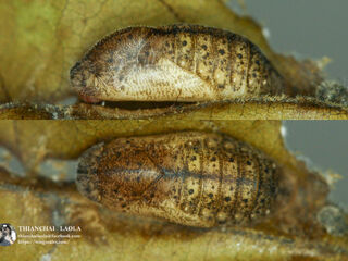 Arhopala rama ramosa