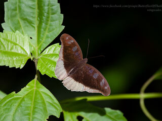 Cynitia cocytus ambrysus