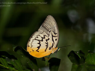 Melanocyma faunula faunula