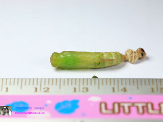 Lotongus calathus calathus