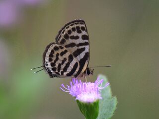 Tarucus waterstradti vileja