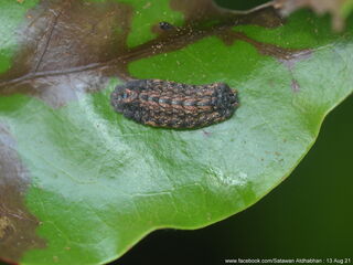 Charana mandarina splendida