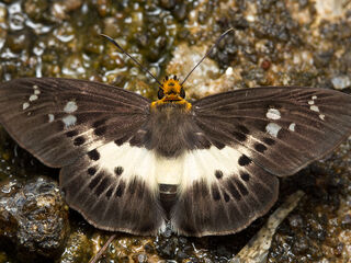 Gerosis bhagava bhagava