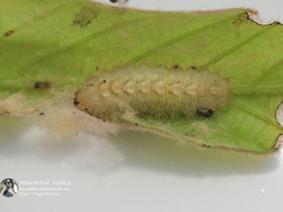 Callenya melaena melaena