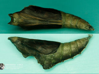 Rohana parisatis pseudosiamensis