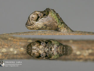 Drupadia ravindra boisduvalii