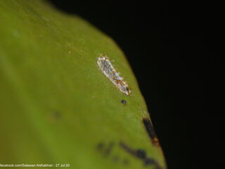 Suasa lisides suessa