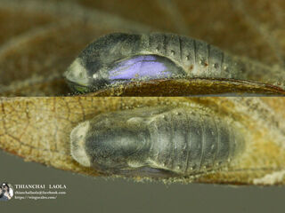 Arhopala birmana birmana