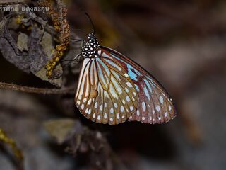 Tirumala gautama gautama