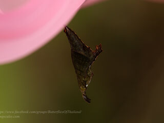 Chersonesia risa risa