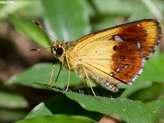 Scobura cephaloides kinka