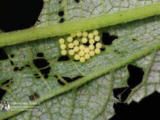 Symbrenthia lilaea lilaea