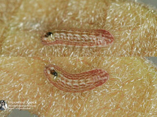 Luthrodes pandava pandava