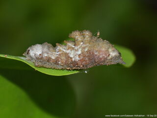 Jacoona anasuja anasuja