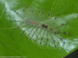 Euthalia adonia beata