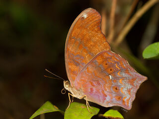 Terinos clarissa militum
