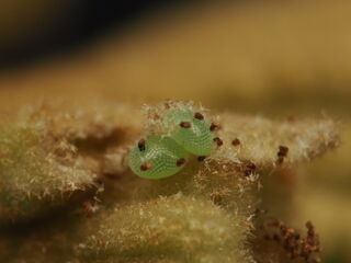 Rapala manea schistacea