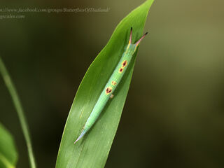 Lethe chandica chandica