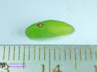 Anthene emolus emolus