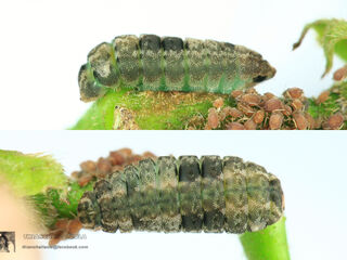 Miletus chinensis learchus