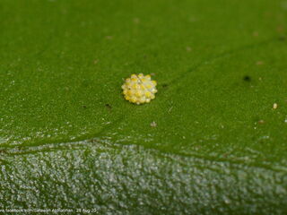 Jacoona anasuja anasuja