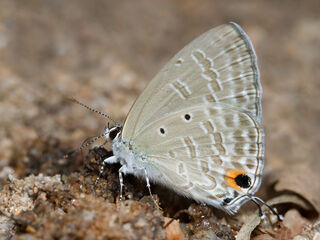 Catochrysops strabo strabo