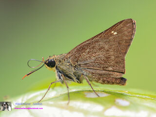 Pithauria stramineipennis stramineipennis