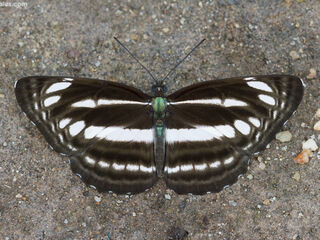 Neptis cartica burmana