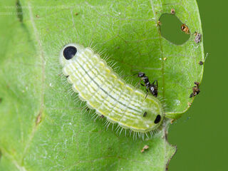 Thaduka multicaudata multicaudata