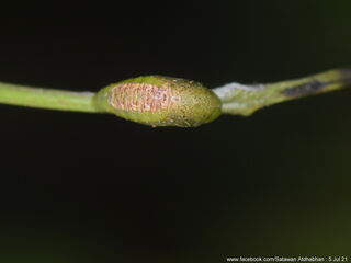 Ticherra acte liviana