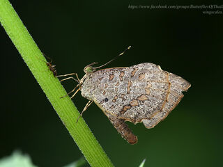 Allotinus drumila aphthonius