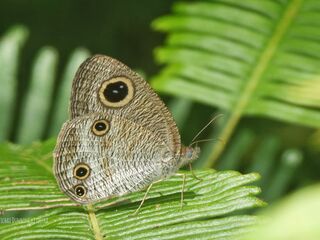 Ypthima pandocus corticaria